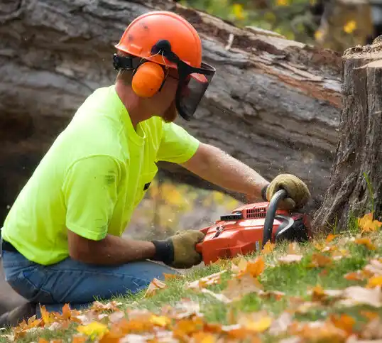 tree services Dunkirk